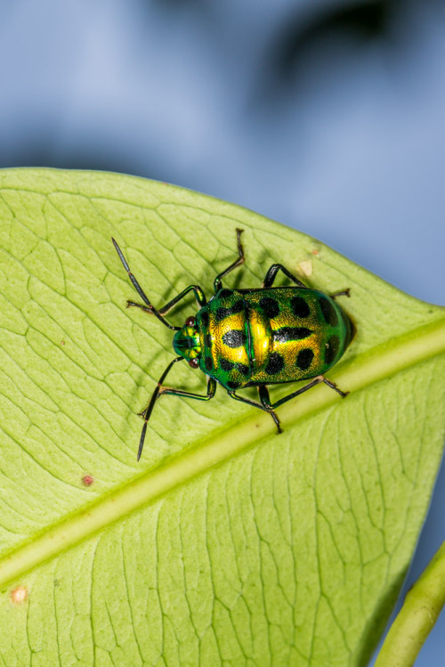 Green Jewel Bug - Chrysocoris sp.