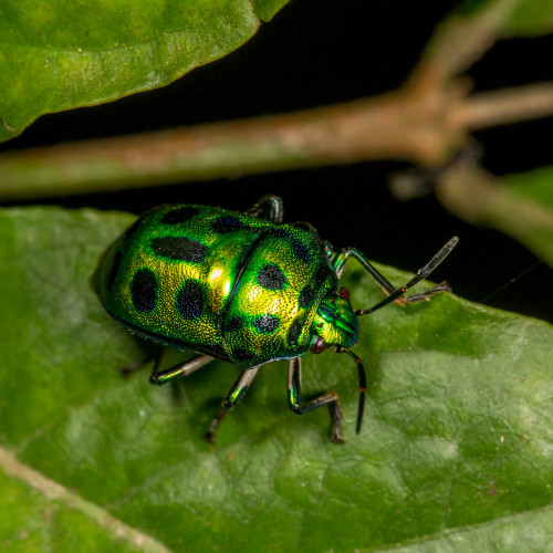 Green Jewel Bug - Chrysocoris sp.