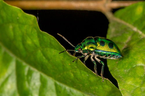 Green Jewel Bug - Chrysocoris sp.