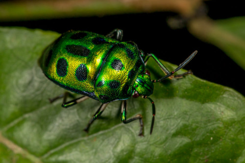 Green Jewel Bug - Chrysocoris sp.