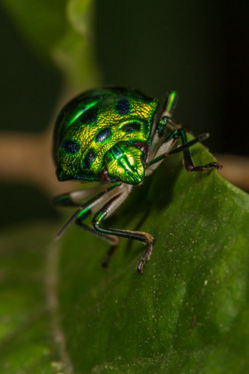 Green Jewel Bug - Chrysocoris sp.