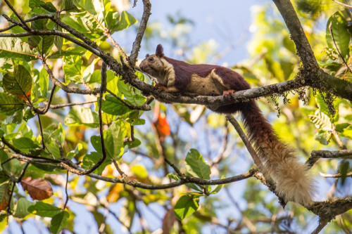 Malabar Giant Squirrel