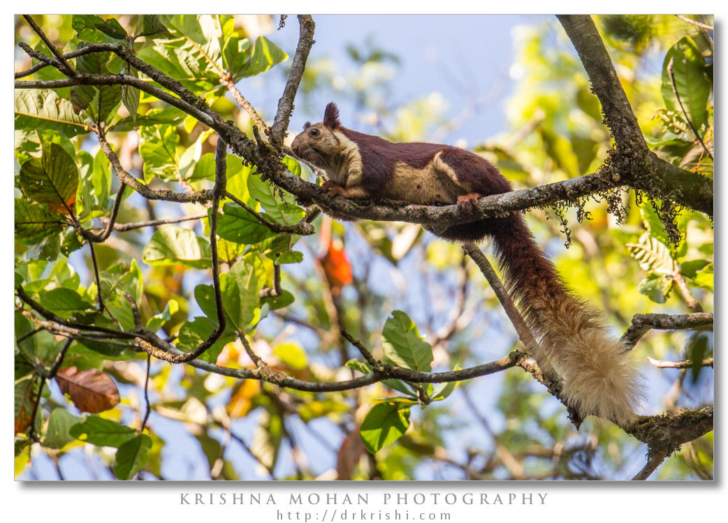 Malabar Giant Squirrel