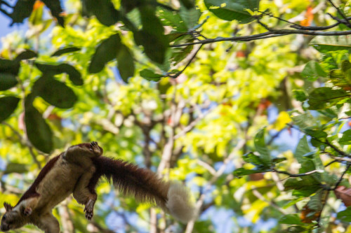 Malabar Giant Squirrel