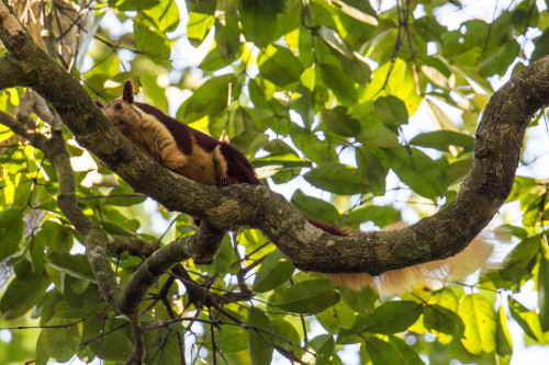 Malabar Giant Squirrel