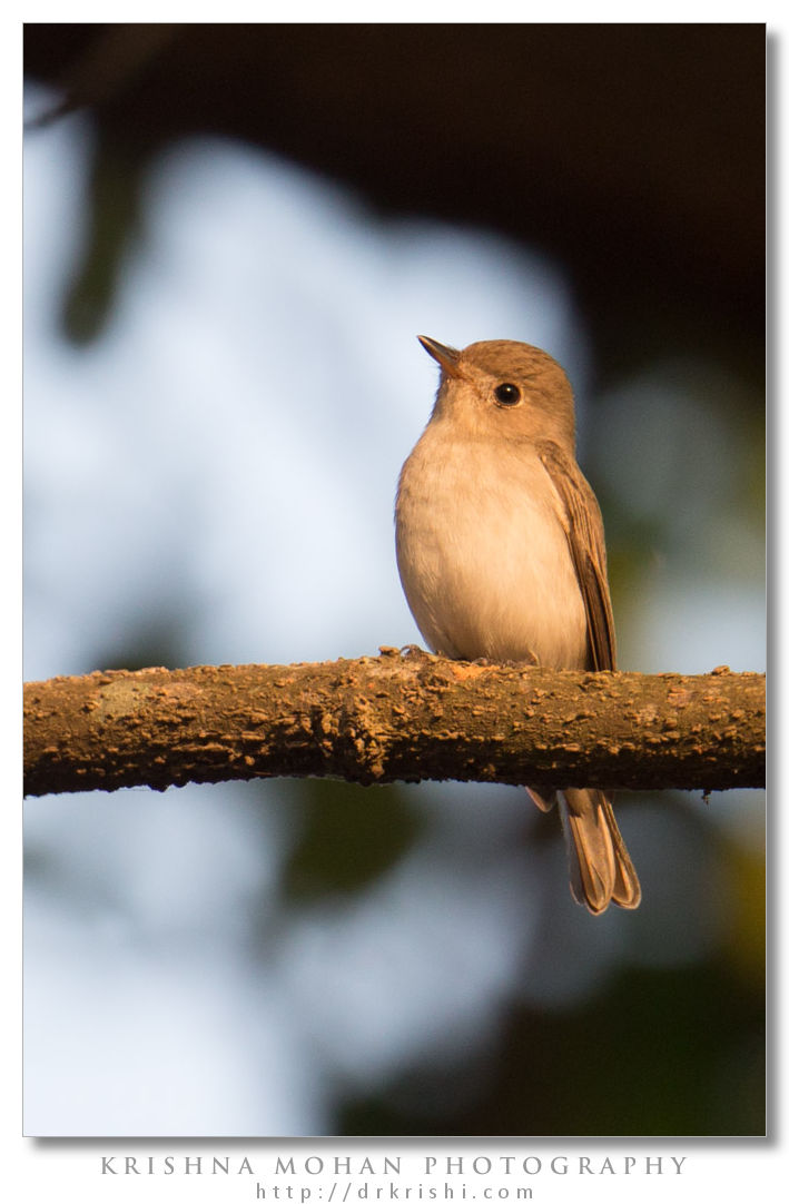 Asian Brown Flycatcher Before PP