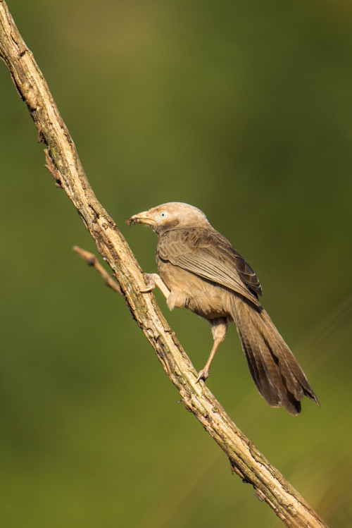 Yellow-billed Babbler