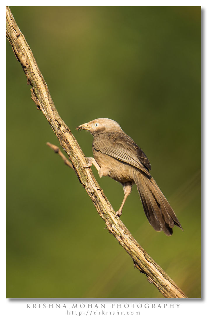 Yellow-billed Babbler