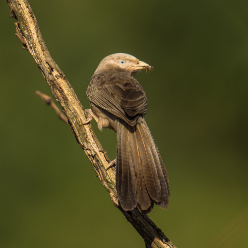 Yellow-billed Babbler