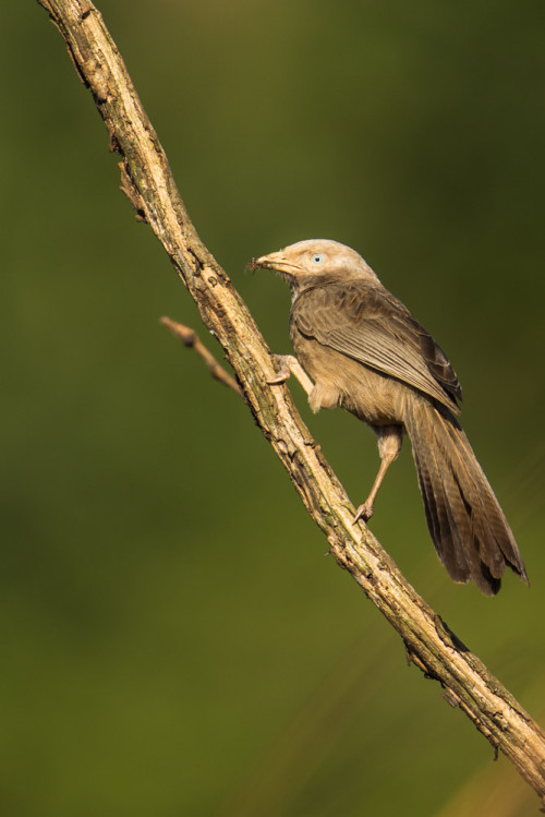 Yellow-billed Babbler