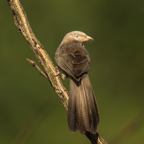 Yellow-billed Babbler