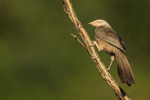 Yellow-billed Babbler