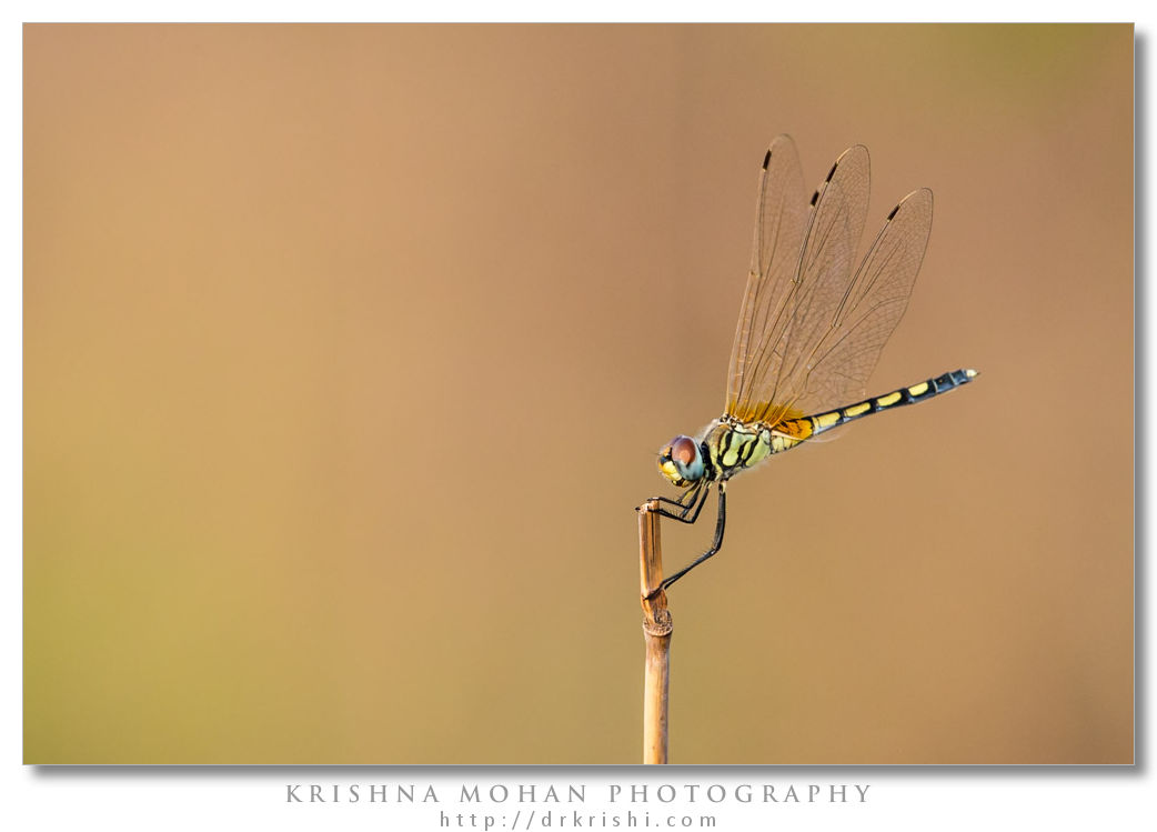 Long Legged Marsh Glider