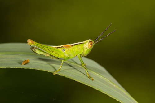 Rice Grasshopper