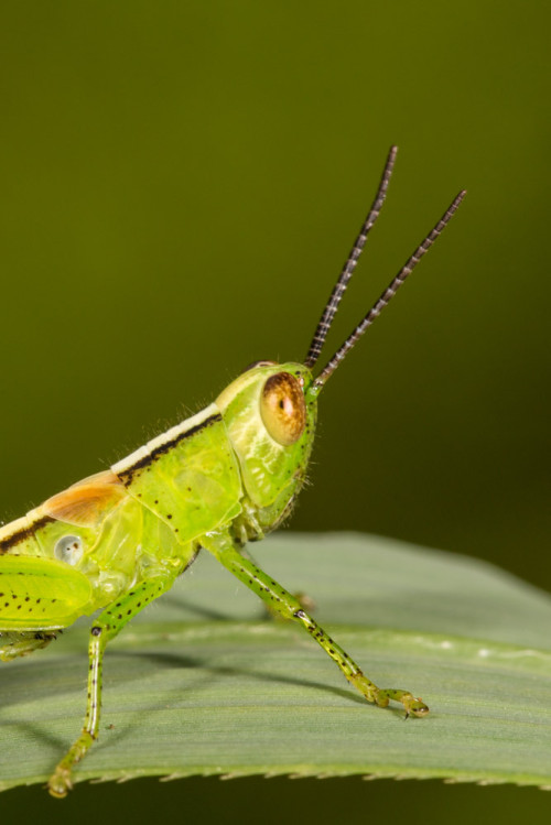 Rice Grasshopper