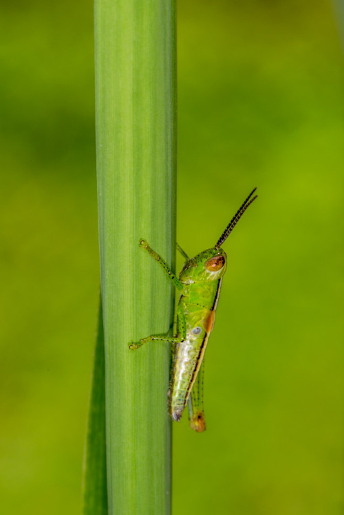 Rice Grasshopper