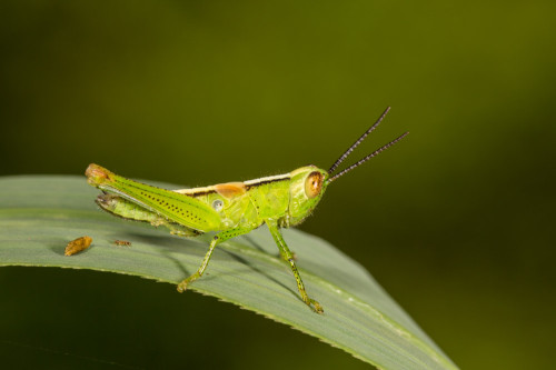 Rice Grasshopper