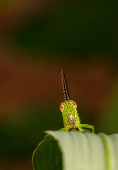 Rice Grasshopper