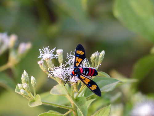 Wasp Moth - Euchromia polymena