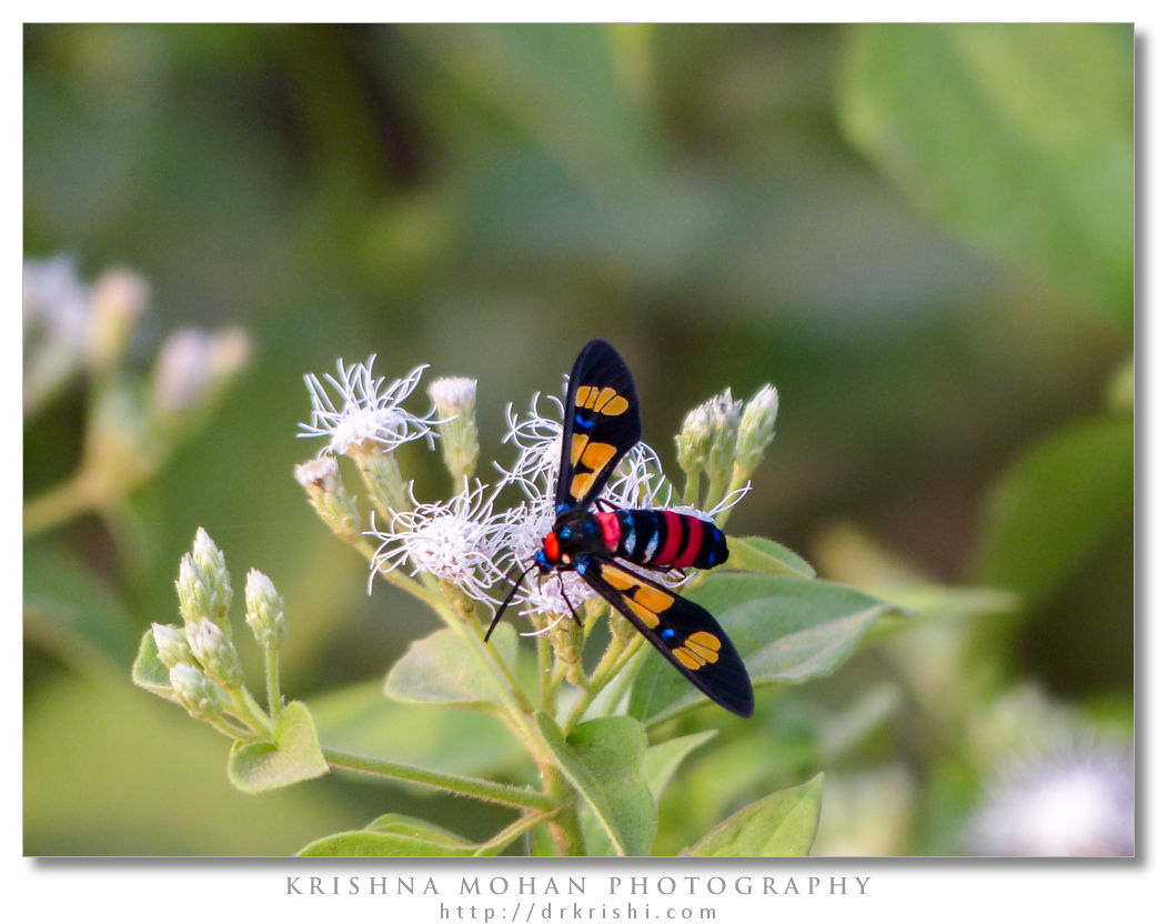 Wasp Moth - Euchromia polymena