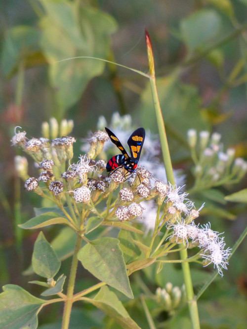 Wasp Moth - Euchromia polymena