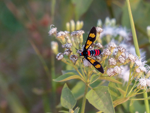 Wasp Moth - Euchromia polymena