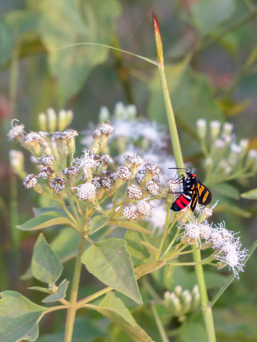 Wasp Moth - Euchromia polymena