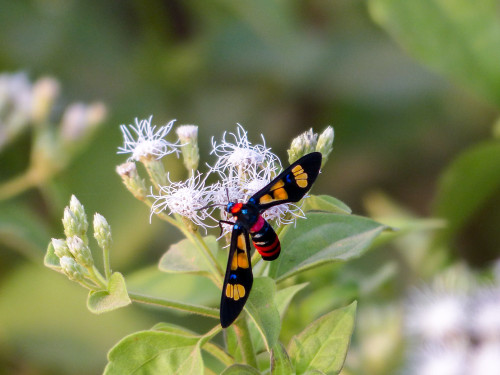 Wasp Moth - Euchromia polymena