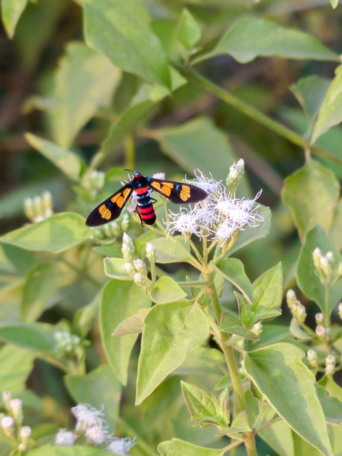 Wasp Moth - Euchromia polymena