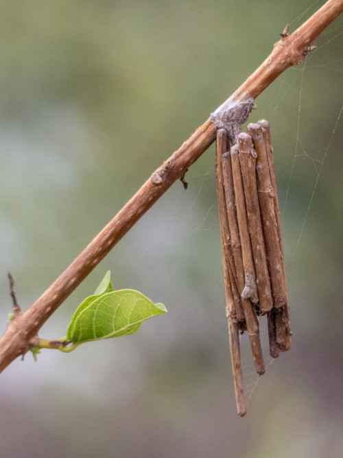 Bagworm Moth