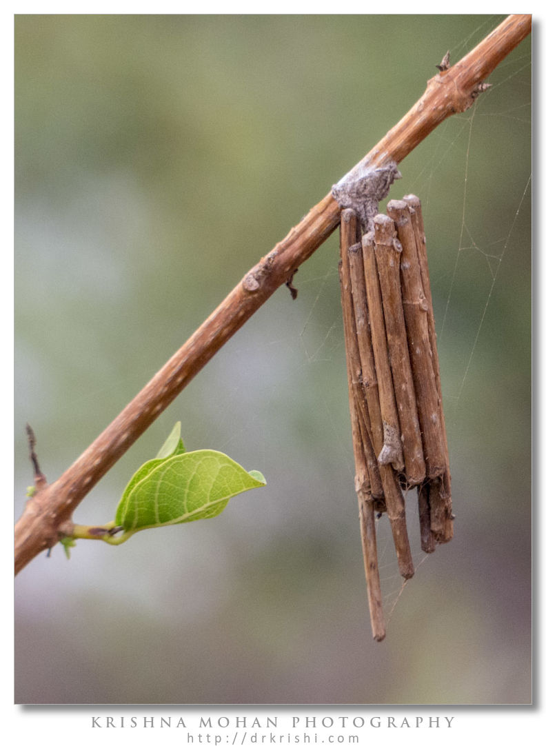 Bagworm Moth