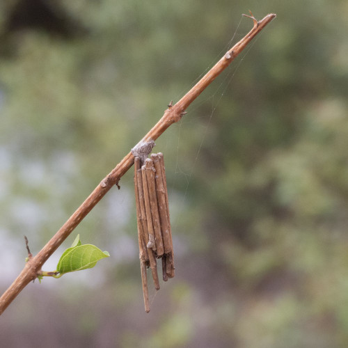 Bagworm Moth