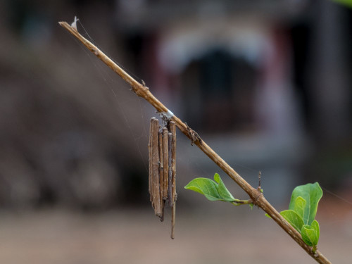 Bagworm Moth