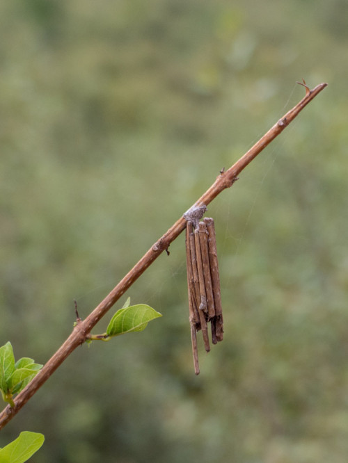 Bagworm Moth