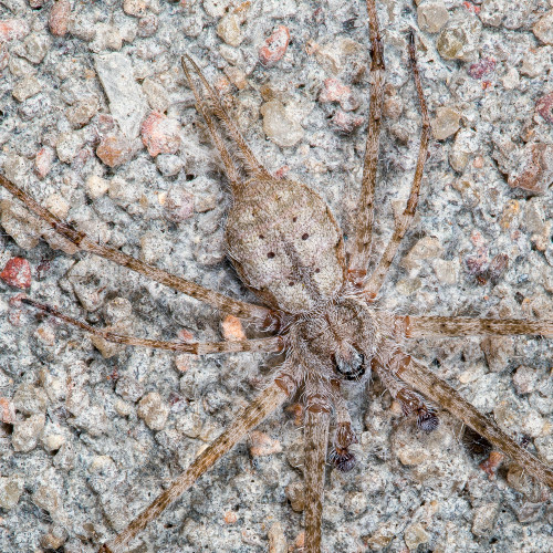 Two-Tailed Spider - Focus Stacked