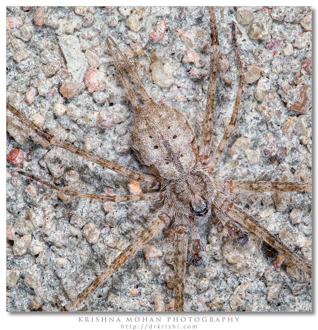 Two-Tailed Spider - Focus Stacked