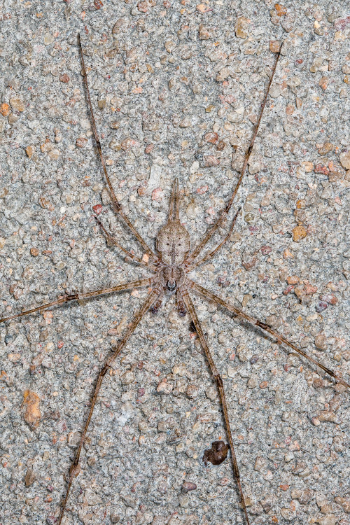 Two-Tailed Spider - Focus Stacked