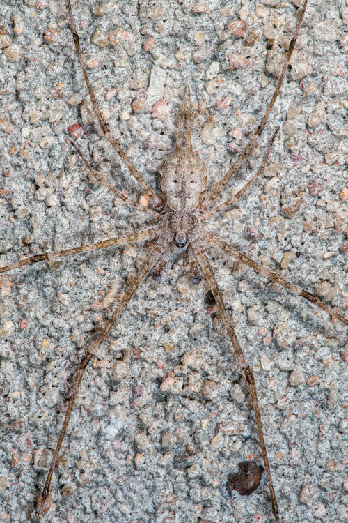 Two-Tailed Spider - Focus Stacked