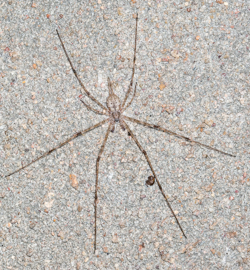 Two-Tailed Spider - Focus Stacked