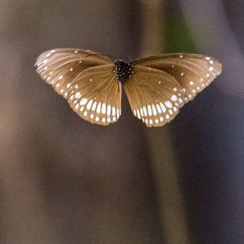 Common Crow (Euploea core) crop showing uncorrected noise