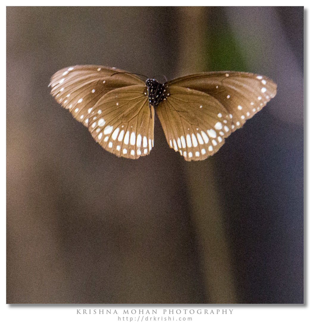 Common Crow (Euploea core) crop showing uncorrected noise