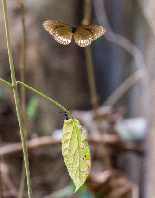 Male Common Crow (Euploea core) Butterfly trying to seduce Female