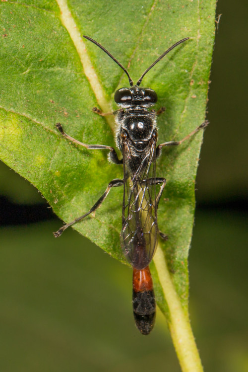 Sand Wasp - Ammophila sp.