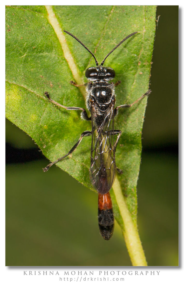 Sand Wasp - Ammophila sp.