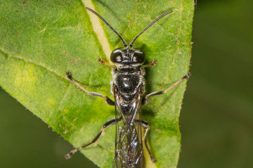 Sand Wasp - Ammophila sp.