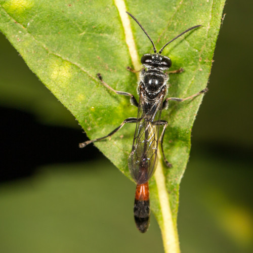 Sand Wasp - Ammophila sp.