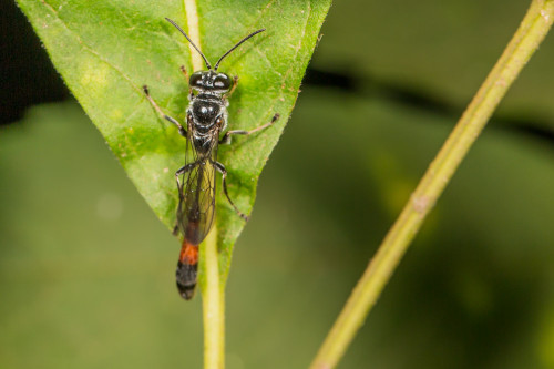 Sand Wasp - Ammophila sp.