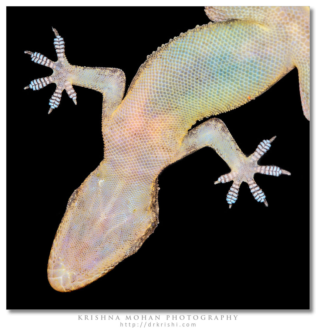 House Gecko