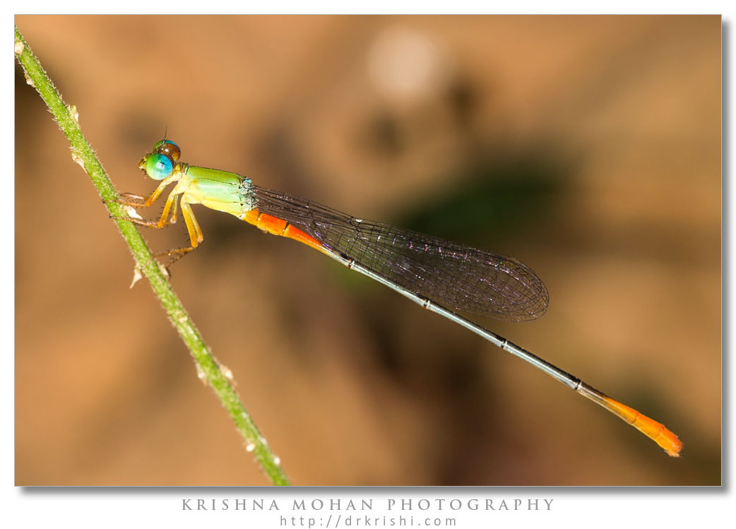 Orange-tailed Marsh Dart