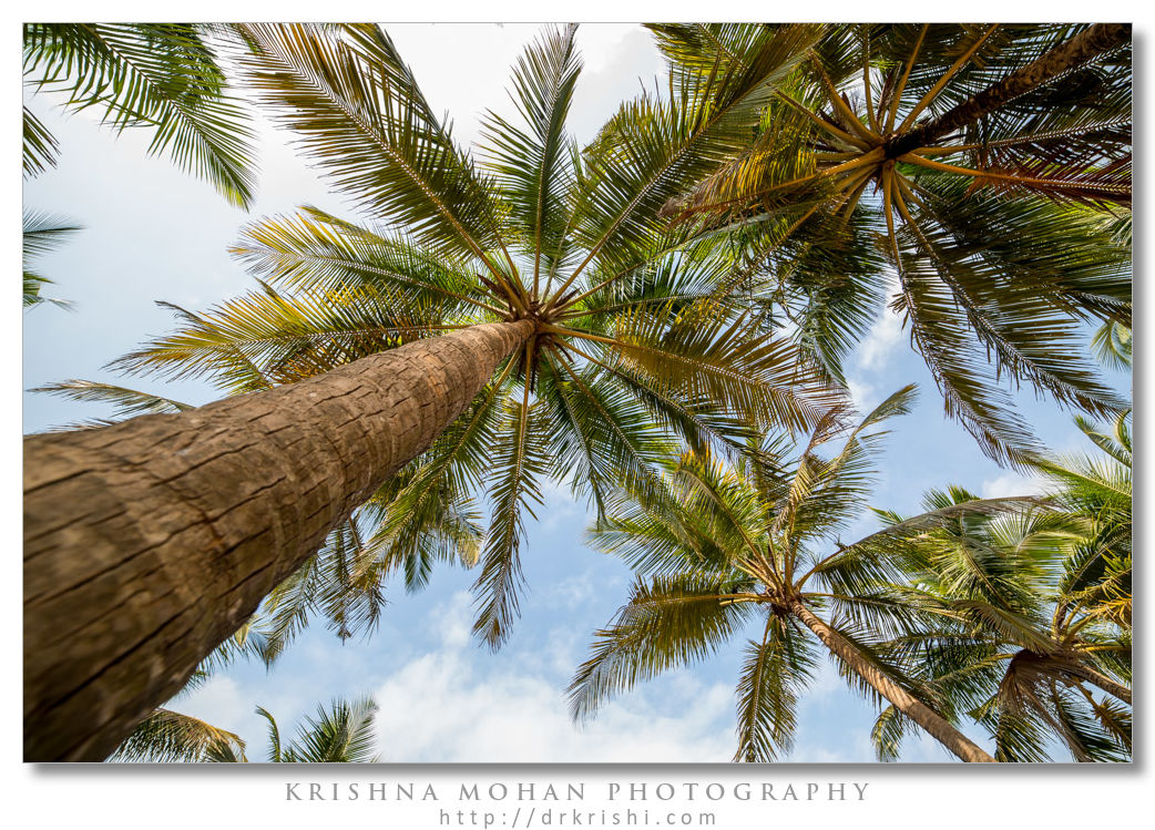 Converging Palms